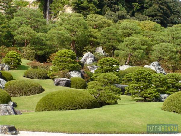 Bonsai, cay canh nghe thuat, cây cảnh nghệ thuật, cay the, cây thế, triển lãm bonsai, trien lam bonsai, triển lãm cây thế, trien lam cay the